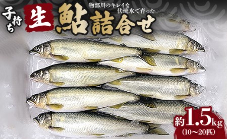 物部川のキレイな伏流水で育った 子持ち生鮎詰合せ1.5㎏ C-132
