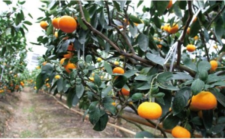 山北温室みかん2.5kg 果物 柑橘類 蜜柑 期間限定 糖度高め フルーツ みかんみかんみかんみかんみかんみかんみかんみかんみかんみかんみかんみかんみかんみかんみかんみかんみかんみかんみかんみかんみかんみかんみかんみかんみかんみかんみかんみかんみかんみかんみかんみかんみかんみかんみかんみかんみかんみかんみかんみかんみかんみかんみかんみかんみかんみかんみかんみかんみかんみかんみかんみかんみかんみかんみかんみかんみかんみかんみかんみかんみかんみかんみかんみかんみかんみかんみかんみかんみかんみかんみかんみかんみかんみかんみかんみかんみかんみかんみかんみかんみかんみかんみかんみかんみかんみかんみかんみかんみかんみかんみかんみかんみかんみかんみかんみかんみかんみかんみかんみかんみかんみかんみかんみかんみかんみかんみかんみかんみかんみかんみかんみかんみかんみかんみかんみかんみかんみかんみかんみかんみかんみかんみかんみかんみかんみかんみかん ku-0030