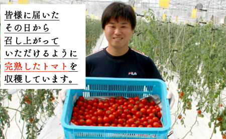 高糖度＆高機能性 フルーツトマト3kg - 野菜 フルティカトマト 完熟トマト 糖度8以上 ミニトマト プチトマト おすそ分け kr-0020