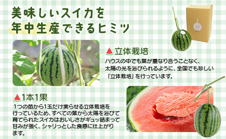 スイカ アンテナスイカ 1玉 【年内発送】 em-0019