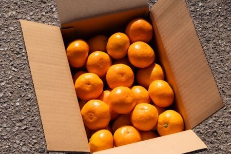 【2026年11月中旬より順次配送】みかん 約3kg 小玉 みかん th-0023