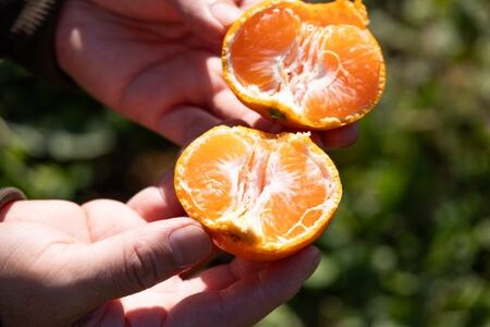 【2026年11月中旬より順次配送】山北みかん 約5kg 甘い みかん th-0024