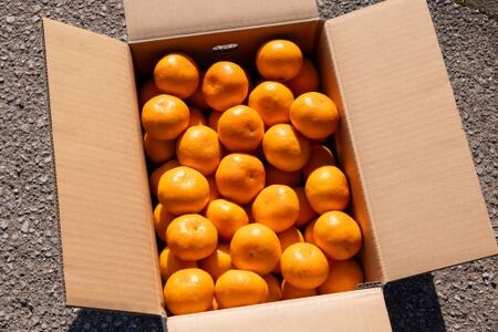 【2026年11月中旬より順次配送】山北みかん 約5kg 甘い みかん th-0024