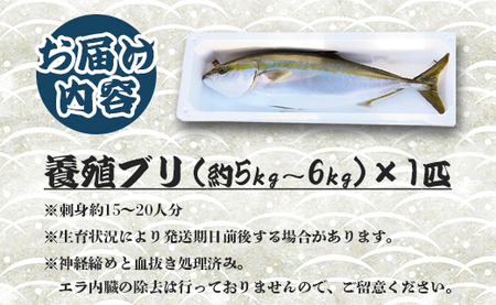 高知県産ぶり 1匹(5kg～6kg) 【ぶり 魚介 ぶり 刺身 ぶり 国産 ぶり 高評価 ぶり 人気 ぶり おすすめ】 ny-0003