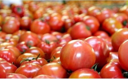 【先行受付】トマトジュース 無添加 瓶 フルトマ籠のセット(フルーツトマト500g+ジュース2本) 野菜ソムリエが育てた 数量限定 うしの恵 - 野菜 フレッシュ さっぱり 酸味 ギフト 贈答 お礼 御礼 美味しい おいしい 国産 高知県 香南市 mj-0008