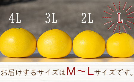 間城農園 土佐文旦10kg (M～Lサイズ) - 期間限定 高知産 土佐文旦 小玉 フルーツ 文旦 ぶんたん ブンタン 果物 文旦 みかん 家庭用 ms-0081