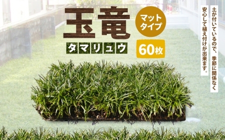 玉竜 タマリュウ たまりゅう 60枚 植物 プラント 芝生 ガーデニング ガーデニング用品 10,640円