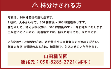 【12月16日までに入金確認で年内発送】 玉竜 タマリュウ たまりゅう 120枚 植物 プラント 芝生 ガーデニング ガーデニング用品