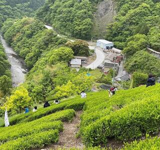 「大抜茶」新茶3種【為近農園 釜炒り茶(25g)・コハマ農園 緑茶(60g)・ 山本製茶園 玉緑茶(50g)】