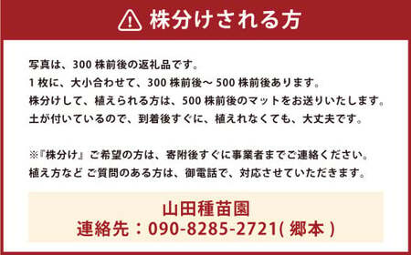【12月16日までに入金確認で年内発送】 玉竜 タマリュウ たまりゅう 6枚 植物 プラント 芝生 ガーデニング ガーデニング用品