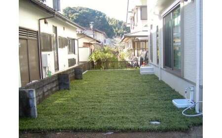 【12月16日までに入金確認で年内発送】 玉竜 タマリュウ たまりゅう 6枚 植物 プラント 芝生 ガーデニング ガーデニング用品