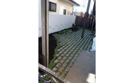 【12月16日までに入金確認で年内発送】 玉竜 タマリュウ たまりゅう 6枚 植物 プラント 芝生 ガーデニング ガーデニング用品