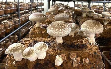 御在所肉厚生しいたけ 約500g 生しいたけ しいたけ 椎茸 シイタケ 肉厚 山菜 お取り寄せ 冷蔵