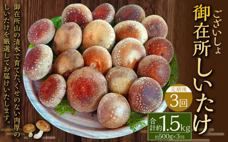 【3回定期便】御在所肉厚生しいたけ 計約1.5kg 1回あたり約500g（計3回） 生しいたけ しいたけ 椎茸 シイタケ 肉厚 山菜 お取り寄せ 冷蔵