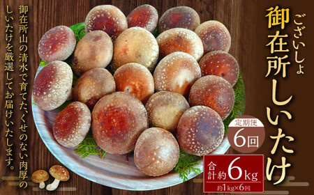 【6回定期便】御在所肉厚生しいたけ 計約6kg 1回あたり約1kg（計6回） 生しいたけ しいたけ 椎茸 シイタケ 肉厚 山菜 お取り寄せ 冷蔵