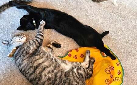 保護猫カフェひがな猫 1時間無料券 3枚 ／ チケット 券 利用券 カフェ利用券 体験チケット 猫カフェ ネコカフェ ねこカフェ 保護猫 保護猫カフェ 1時間 無料 高知県 香美市