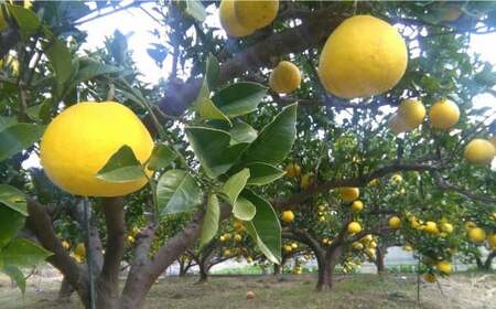 JAS 有機栽培 文旦 3kg 家庭用 ぶんたん 柑橘 フルーツ 果物 お取り寄せ 【2026年2月上旬~3月上旬迄発送予定】