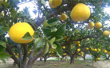 JAS 有機栽培 文旦 5kg 家庭用 ぶんたん 柑橘 フルーツ 果物 お取り寄せ 【2026年2月上旬~3月上旬迄発送予定】