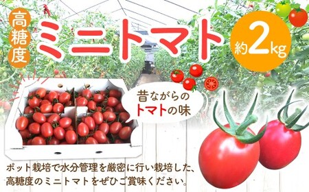 高糖度ミニトマト 約2kg 【2026年6月上旬迄発送予定】 ミニトマト トマト とまと みにとまと 野菜 やさい 高糖度 2kg 