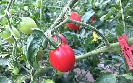 高糖度ミニトマト 約2kg 【2026年6月上旬迄発送予定】 ミニトマト トマト とまと みにとまと 野菜 やさい 高糖度 2kg 