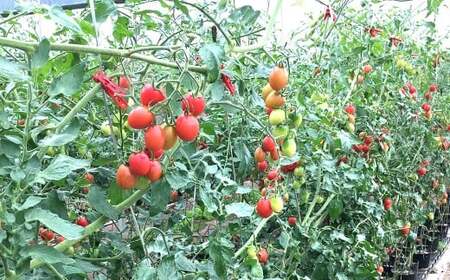 高糖度ミニトマト 約2kg 【2026年6月上旬迄発送予定】 ミニトマト トマト とまと みにとまと 野菜 やさい 高糖度 2kg 