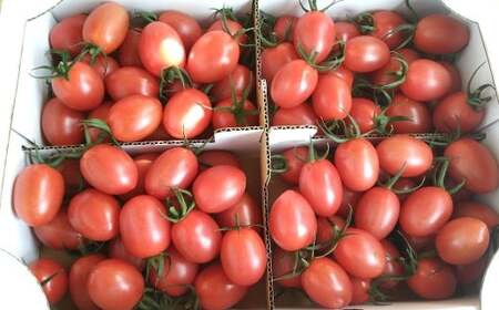 高糖度ミニトマト 約2kg 【2026年6月上旬迄発送予定】 ミニトマト トマト とまと みにとまと 野菜 やさい 高糖度 2kg 