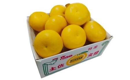 三木さんの露地栽培土佐文旦 1箱 約5kg 【2026年4月上旬迄発送予定】 文旦 ぶんたん ブンタン 柑橘 柑橘系 柑橘類 みかん ミカン 蜜柑 果物 くだもの フルーツ 国産 高知県 香美市 常温