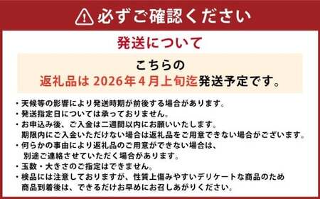 三木さんの露地栽培土佐文旦 1箱 約5kg 【2026年4月上旬迄発送予定】 文旦 ぶんたん ブンタン 柑橘 柑橘系 柑橘類 みかん ミカン 蜜柑 果物 くだもの フルーツ 国産 高知県 香美市 常温