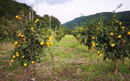 （訳あり） ユズ 約1kg ゆず 柚子 果物 くだもの フルーツ 常温 【2026年11月上旬～12月下旬迄発送予定】