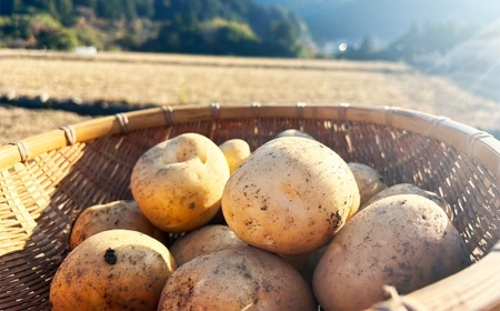 じゃがいも （ 西豊 ） 約3kg 野菜 やさい ジャガイモ いも イモ 芋