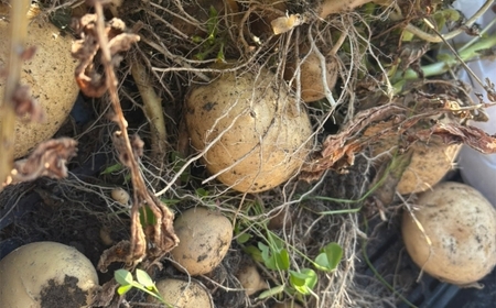 じゃがいも （ 西豊 ） 約3kg 野菜 やさい ジャガイモ いも イモ 芋