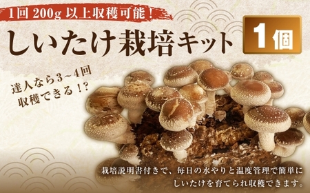 1回 200g 以上収穫可能！ しいたけ栽培キット （ 菌床1個 ） 達人なら3～4回ほど収穫 しいたけ きのこ キノコ シイタケ 椎茸 栽培キット 栽培 菌床 【2026年4月下旬迄発送予定】