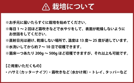 1回 200g 以上収穫可能！ しいたけ栽培キット （ 菌床1個 ） 達人なら3～4回ほど収穫 しいたけ きのこ キノコ シイタケ 椎茸 栽培キット 栽培 菌床 【2026年4月下旬迄発送予定】