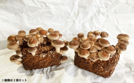 1回 200g 以上収穫可能！ しいたけ栽培キット （ 菌床1個 ） 達人なら3～4回ほど収穫 しいたけ きのこ キノコ シイタケ 椎茸 栽培キット 栽培 菌床 【2026年4月下旬迄発送予定】