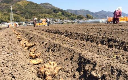 【高知県産】黄金しょうが 4kg