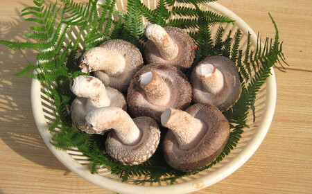 訳あり 御在所しいたけ 約700g（約350g×2） 生しいたけ しいたけ 椎茸 シイタケ 肉厚 山菜 お取り寄せ 冷蔵