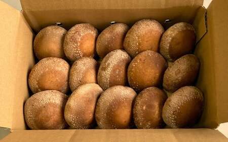 訳あり 御在所しいたけ(約350g×3)