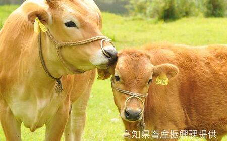 土佐あかうし 和牛コマ切り落とし 200g×2 計400g 牛肉 牛 肉 赤牛 あか牛 和牛 切り落し 切落し 牛こま