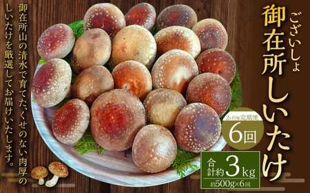 【2ヶ月毎 6回定期便】御在所肉厚生しいたけ 計約3kg 1回あたり約500g（計6回） 生しいたけ しいたけ 椎茸 シイタケ 肉厚 山菜 お取り寄せ 冷蔵