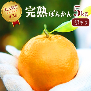 ＜先行予約＞訳アリ完熟ぽんかん 5kg 国産 東洋町産 訳あり 甘酸っぱい ジューシー 高知県 東洋町 四国 お取り寄せ フルーツ 蜜柑 ミカン 果物 送料無料 産地直送 F119 【株式会社フクチャンFARM】