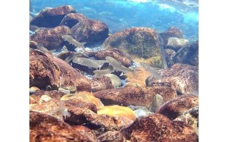 野根川遊漁券（年券）　NO2 【野根川漁業協同組合】