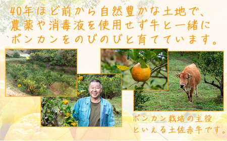 【先行予約】牛が育てる！コクうまポンカン＜5kg＞Mサイズ【小池農園】