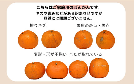 【先行予約】牛が育てる！コクうまポンカン＜5kg＞Mサイズ【小池農園】