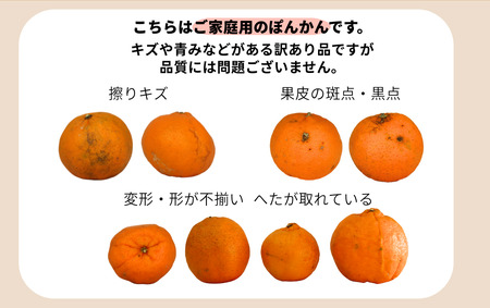 【先行予約】訳ありポンカン ＜10kg＞ Mサイズ　HT18 [H-06] 【畠口FARM（畠口　佳養）】