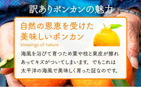 ＜先行予約＞生田の訳ありポンカン【5kg】 国産 東洋町産 訳アリ 甘い コク ジューシー 果肉 高知県 東洋町 四国 お取り寄せ フルーツ 果物 家庭用 自宅用 送料無料 I12 [I-01] 【生田果樹園】