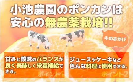 【先行予約】牛が育てる！コクうまポンカン＜5kg＞ミックスサイズ　ko9 [K-01] 【小池農園】