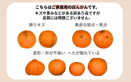 【先行予約】訳ありポンカン　M~2Lサイズ 5kg　NT4 [N-01] 【布富FARM】
