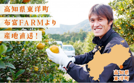 【先行予約】訳ありポンカン　サイズおまかせ　5kg　NT6 [N-05] 【布富FARM】