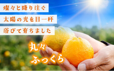 【先行予約】訳ありポンカン　L〜2Lサイズ 10kg　NT5 [N-04] 【布富FARM】