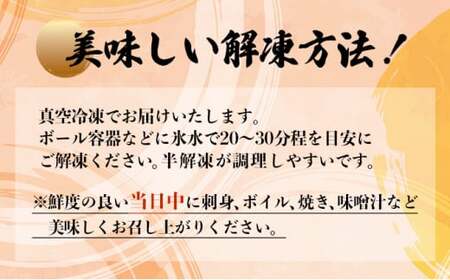 伊勢海老おせちサイズ 1~2尾セット【冷凍】 国産 東洋町産 天然 新鮮 海鮮 ゆず果汁付き 刺身 焼き ボイル 生 四国 お取り寄せ お祝い 記念日 贈り物 お正月 送料無料 生 S184 【株式会社森海家】